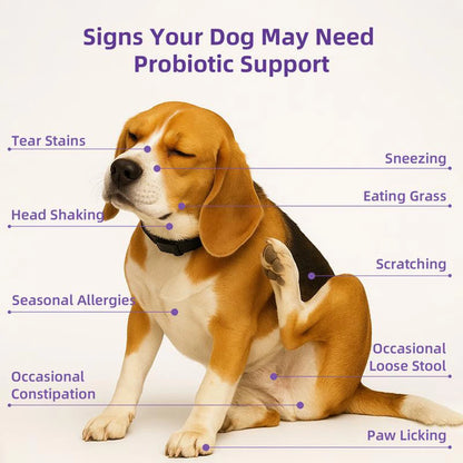 Probiotics Supplements for Dogs